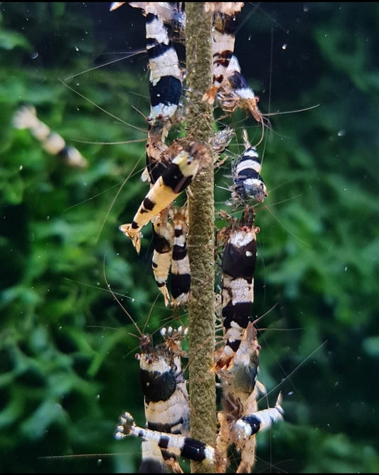 10 Pack Crystal Black Shrimp (Caridina)