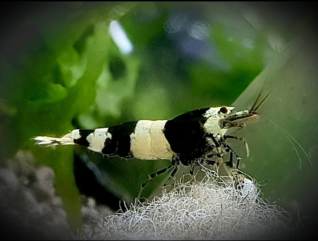 10 Pack Crystal Black Shrimp (Caridina)