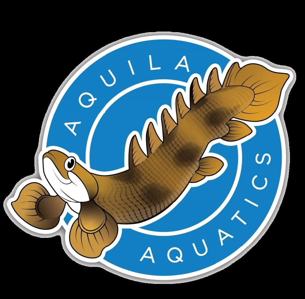 Aquila Aquatics