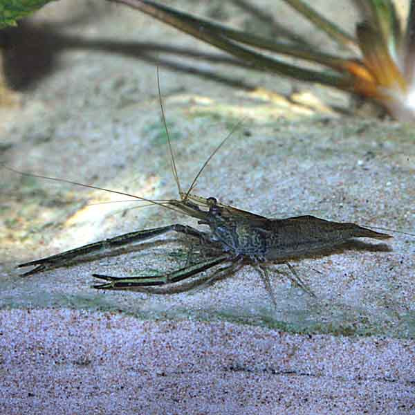 North West Australian River Prawn - Macrobrachium bullatum