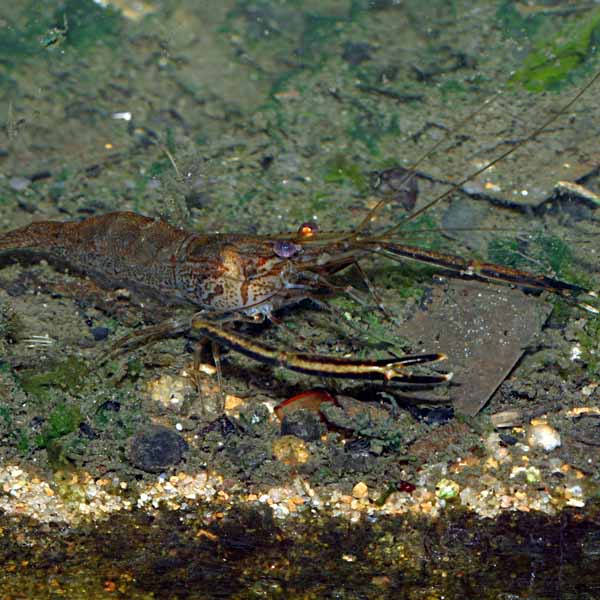 North West Australian River Prawn - Macrobrachium bullatum