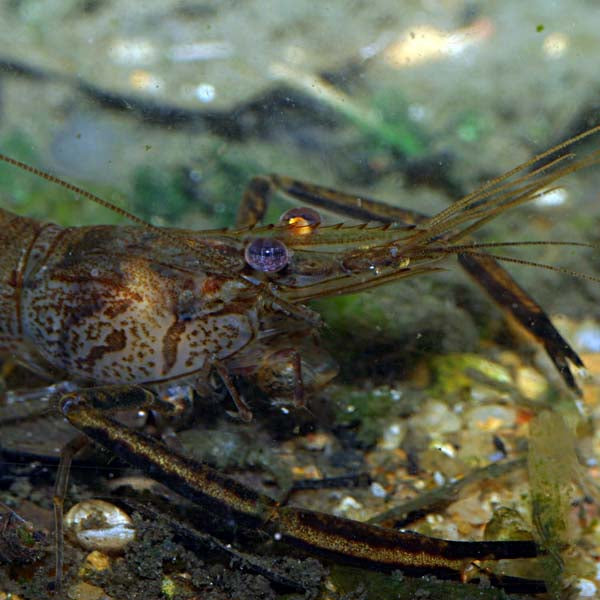 North West Australian River Prawn - Macrobrachium bullatum