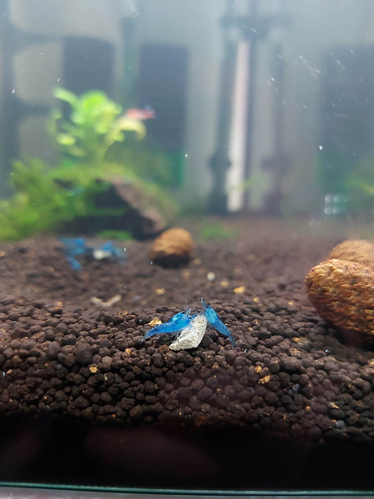 Blue Dream Shrimp (Neocaridina)