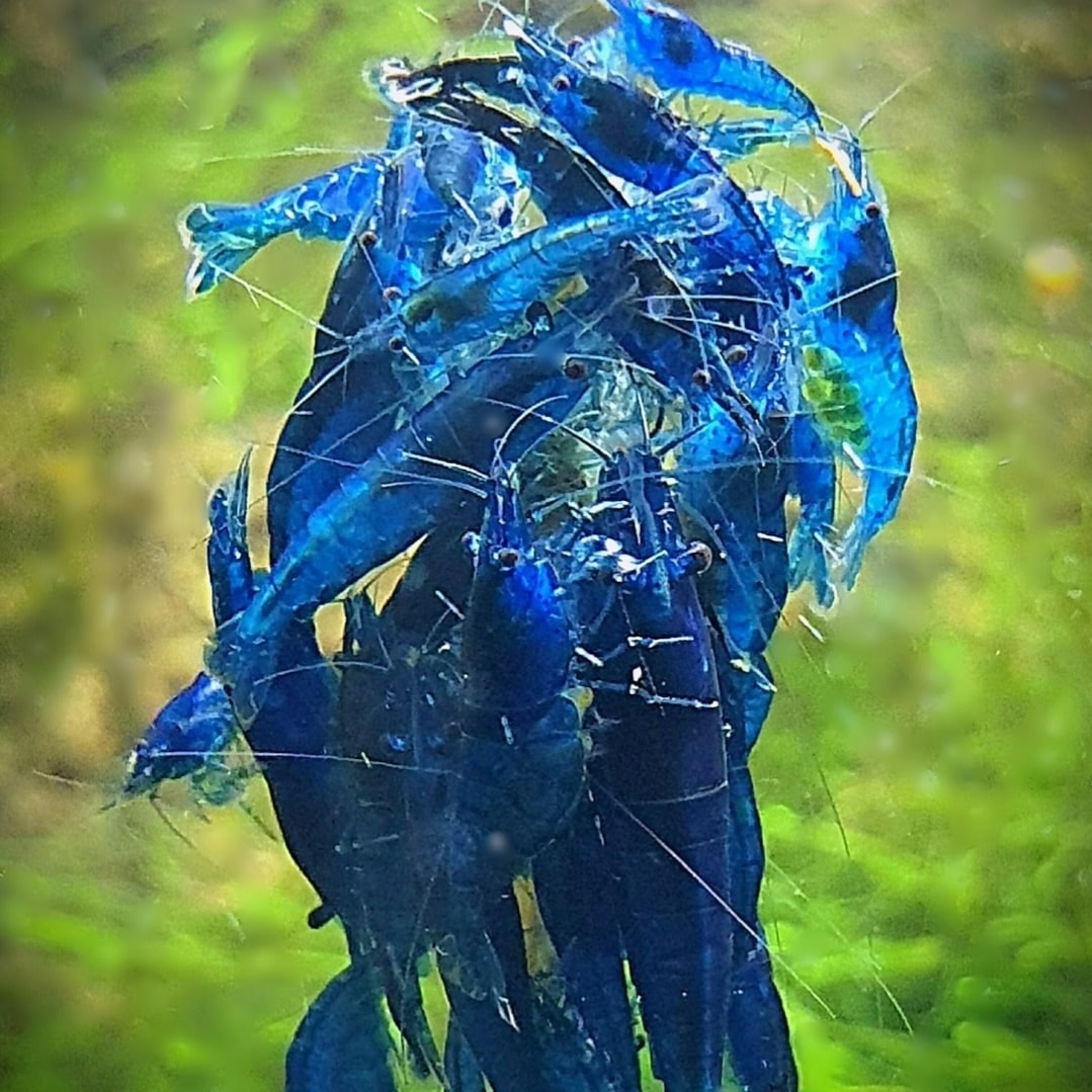 Blue Dream Shrimp (Neocaridina)