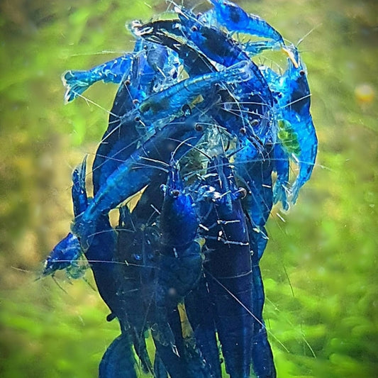 10 pack Blue Dream Shrimp (Neocaridina)
