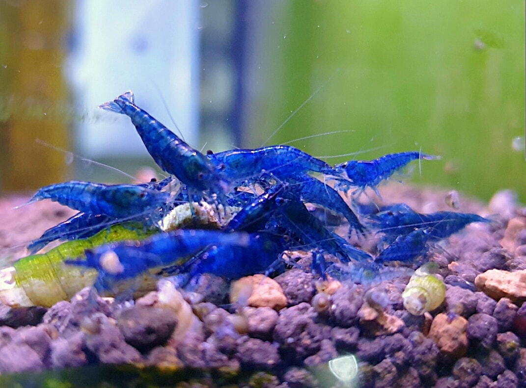 Blue Dream Shrimp (Neocaridina)