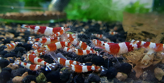 Crystal Red Shrimp (Caridina)