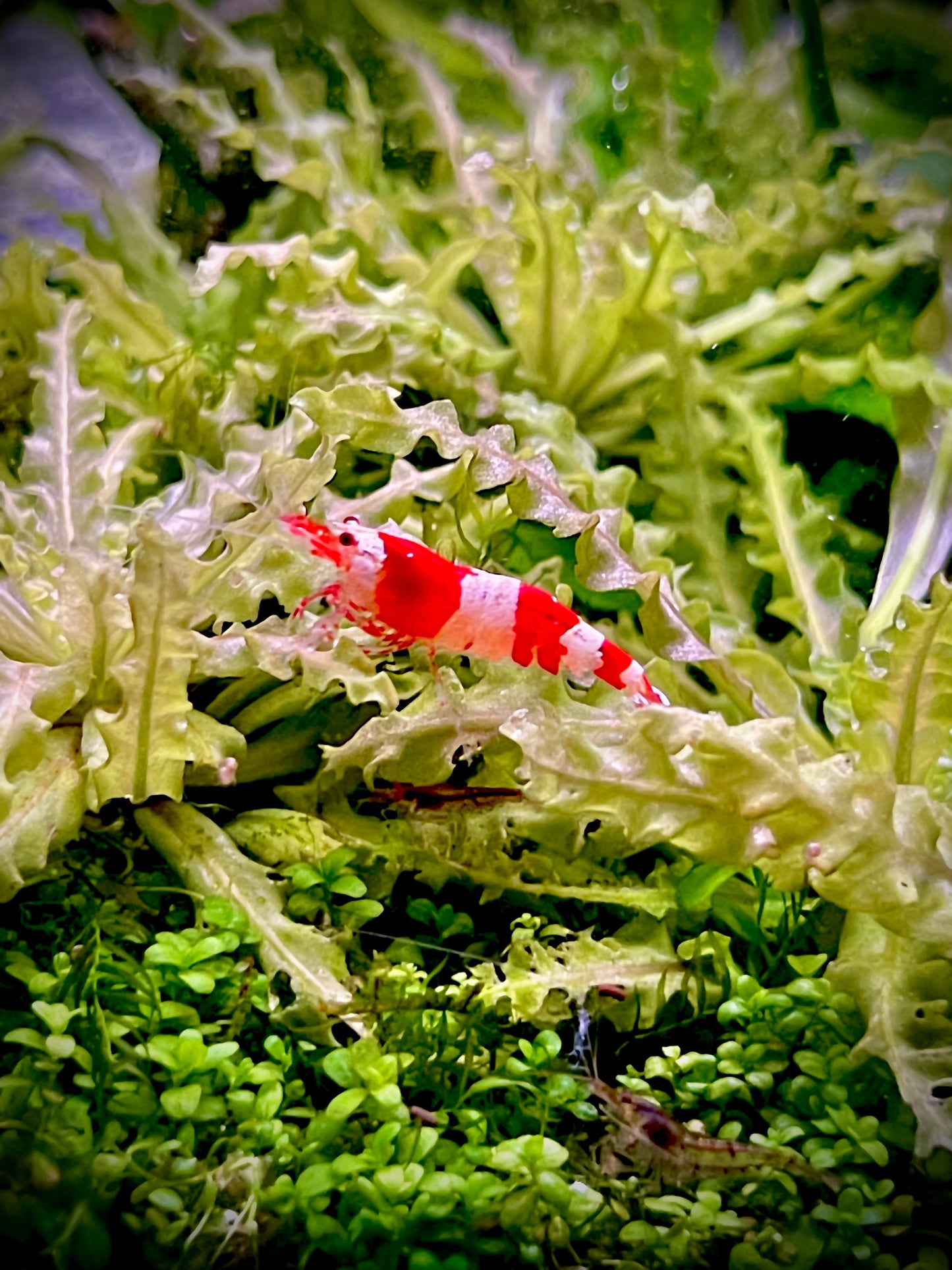 Crystal Red Shrimp (Caridina)