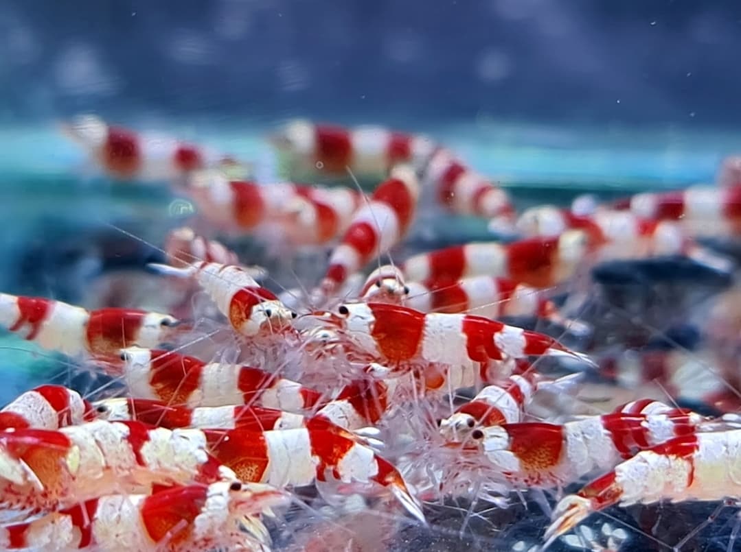 10 pack Crystal Red Shrimp (Caridina)