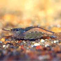 Darwin Algae Shrimp - Caridina sp NTnilotica